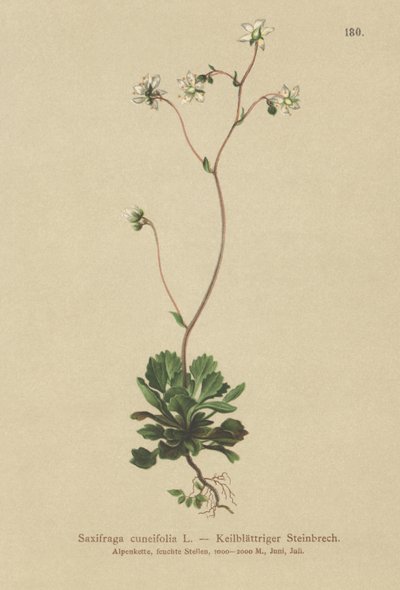 レッサーロンドンプライド（Saxifraga cuneifolia） 作： German School