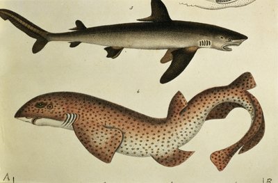 より少ない斑点を付けられたドッグフィッシュ、HRシンツによる「魚の自然史とイラスト」からのPl.93、1836 作： German School