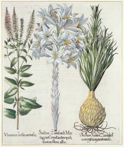 リリー：1.Sultan Zambach Martagon Constantinople白い花2.Veronica line carnlea 3.Bulbus Sultan Zambach cuminfeunipartecaulis、バジルベスラーによるEystettensis（1561-1629）、パブ。 1613 作： German School
