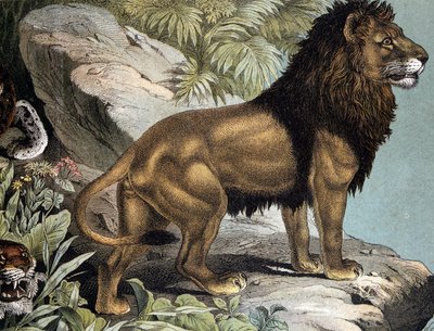 ライオン - "Natural History of Mammals", ed.シュライバー、ミュンヘン 作： German School