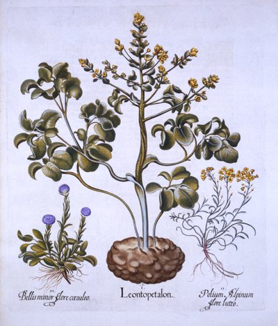ライオンの葉と高山の花、Hortus Eystettensis、Basil Besler（1561-1629）、パブ。 1613（手描きの彫刻） 作： German School