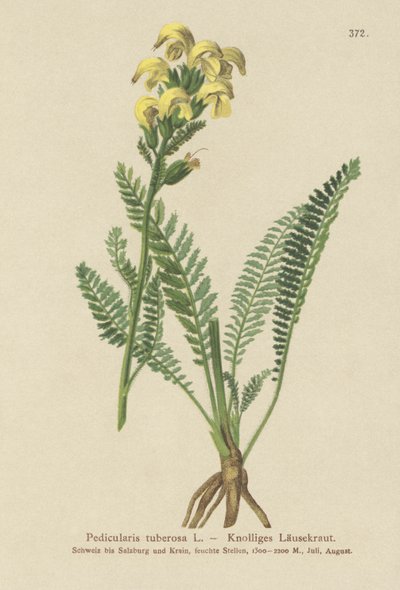 長いくちばしの黄色のシラミ（Pedicularis tuberosa） 作： German School