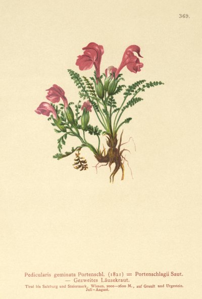 シラミ（Pedicularis geminata、Pedicularis Portenschlagii、Pedicularis pumila） 作： German School
