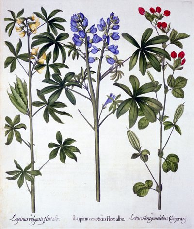 ルピナスとレッドアスパラガスのエンドウ豆、Hortus Eystettensis作、バジルベスラー（1561-1629）、パブ。 1613（手塗りの彫刻） 作： German School