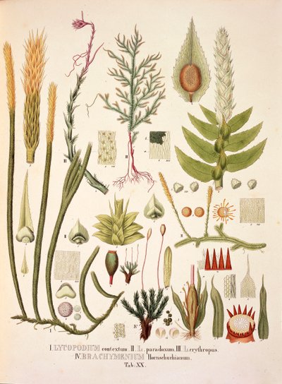 LycopodiumとBrachymenium、表XX（Johann Baptist Von SpixとCarl Friedrich Von Martiusの「Plantarum Cryptogamicarum Brasiliensium」より）。 作： German School