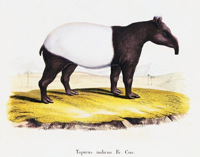 マレーバク（Tapirus indicus）、Johann Christian Daniel von Schreber (1739-1810)著「Mammals illustrated from Nature with descriptions」、C Weberの絵の後にA Fleischmanが彫ったもの、第6-7巻、319-A表より、ドイツ 作： German School