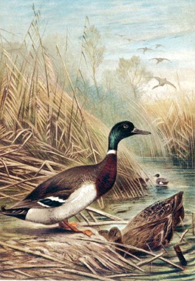 Brehms Tierleben "からの "Mallard "プレート。Allgemeine Kunde des Tierreichs", vol.6, p.635, Bibliographisches Institutから出版されています。 作： German School
