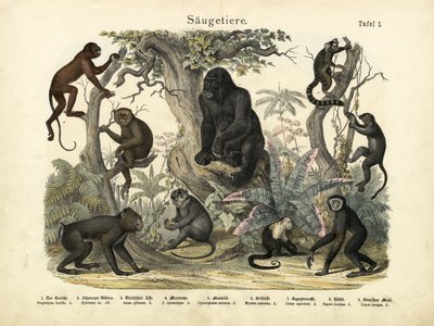 哺乳類、1860年頃 作： German School