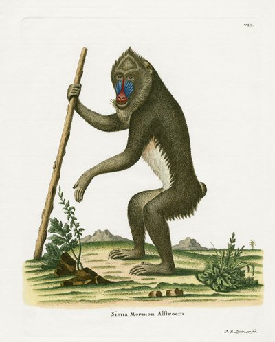 マンドリル（カラー刻印 作： German School