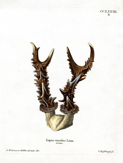 Maountain Hare Antlers (Colored engraving) 作： German School
