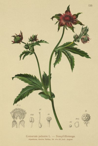マーシュチンクエホイル（Comarum palustre、Potentilla palustris） 作： German School