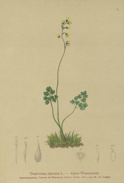 草原通り（Thalictrum alpinum） 作： German School