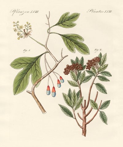 薬用植物 作： German School