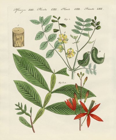 薬用植物 作： German School