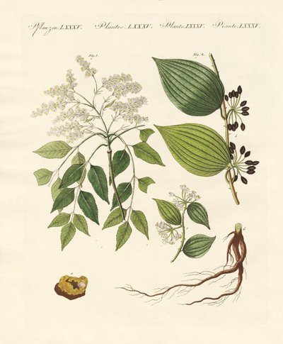 薬用植物 作： German School