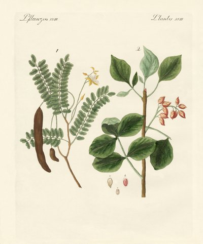 薬用植物 作： German School