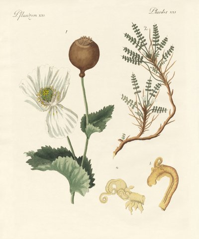 薬用植物 作： German School