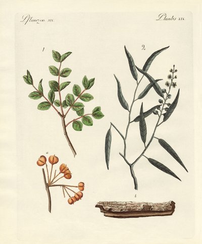 薬用植物 作： German School