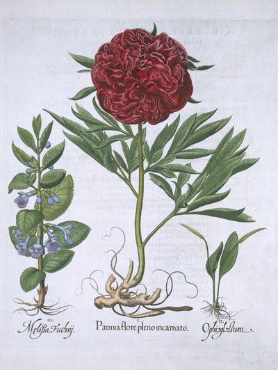メリタス、牡丹、およびOdontoglossum、Hortus Eystettensis、バジルベスラー（1561-1629）パブ。 1613（手描きの彫刻） 作： German School