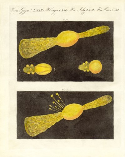 流星（カラー彫刻 作： German School