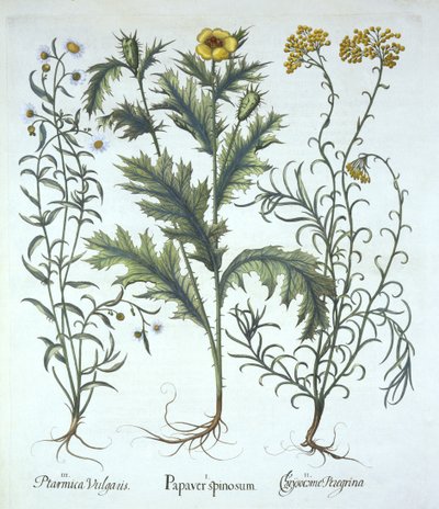バジルベスラー（1561-1629）のパブによるHortus Eystettensisのメキシコのポピー、シーサイドストローフラワー、およびクサカゲロウ。 1613（手塗りの彫刻） 作： German School