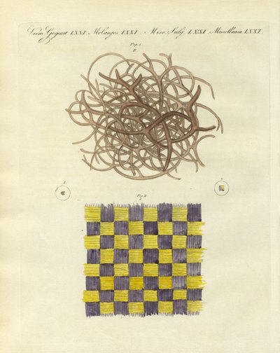 海綿とクラゲの顕微鏡写真（彩色済み彫刻 作： German School