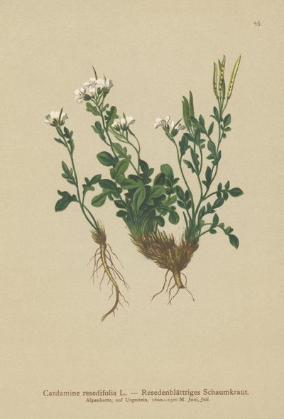 ミグネットの葉の苦いクレス（Cardamine resedifolia、Arabis bellidioides、Cardamine heterophylla） 作： German School