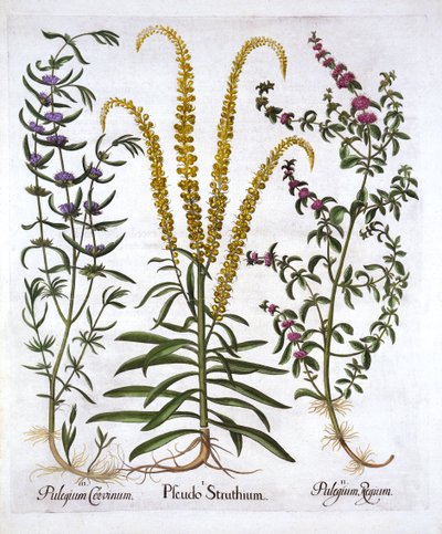 Hortus Eystettensis出身のMignonette、Pennyroyal、Marsh Mint、バジルベスラー（1561-1629）、パブ。 1613（手描きの彫刻） 作： German School