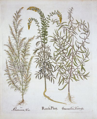 Hortus Eystettensis出身のMignonette、Southernwood、Tarragon、Basil Besler（1561-1629）、パブ。 1613（手塗りの彫刻） 作： German School