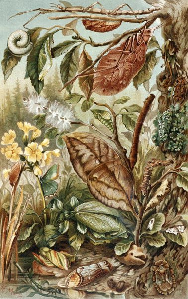 Brehms Tierleben」のプレート「Mimicry of Insects」。Allgemeine Kunde des Tierreichs", vol.9, p.10 (Bibliographis Institut発行) 作： German School