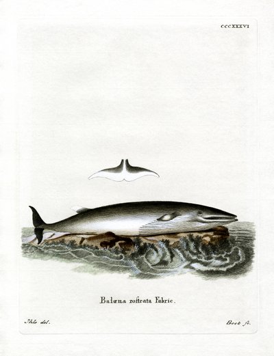 ミンククジラ（彩色済み彫刻 作： German School