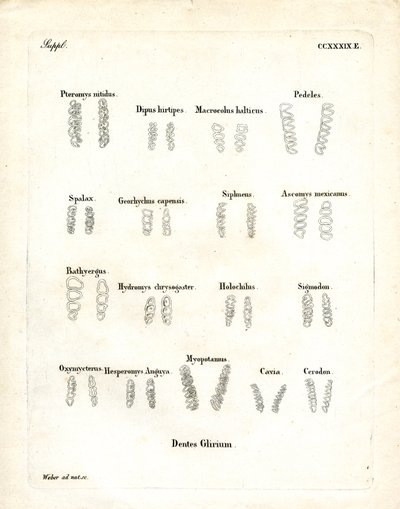 臼歯（彩色済み彫刻 作： German School