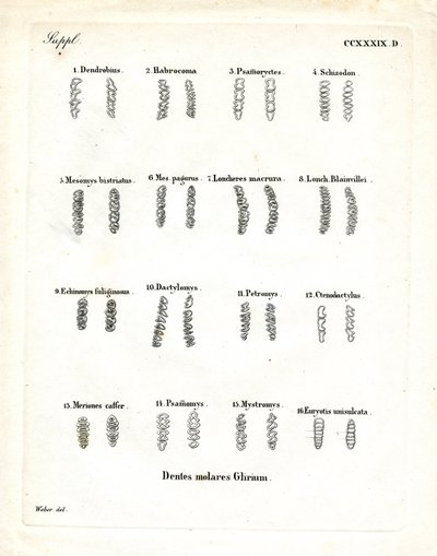 臼歯（彩色済み彫刻 作： German School