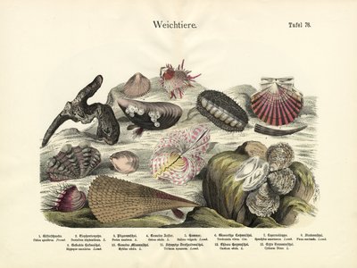 軟体動物、1860年頃 作： German School