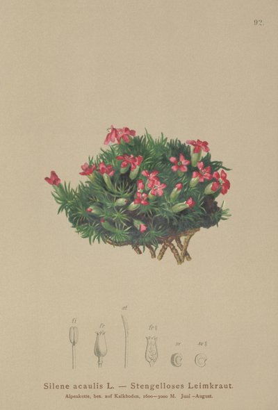 モスカンピオン（Silene acaulis） 作： German School