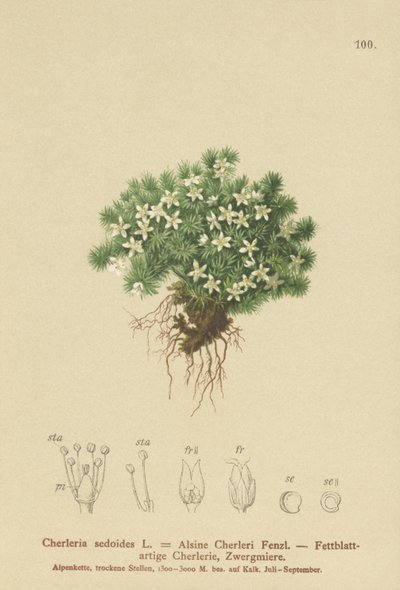 Mossy Cyphel（Cherleria sedoides、Minuartia sedoides、Alsine Cherleri） 作： German School