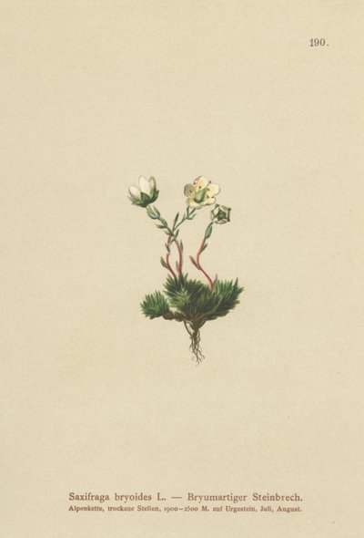 苔状のSaxifrage（Saxifraga bryoides） 作： German School