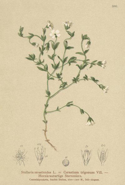 山ハコベ（Stellaria cerastioides、フローラトライアングル） 作： German School