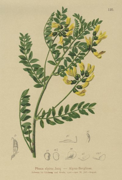 山レンズマメ（Phaca alpina、Astragalus alpinus、Astragalus penduliflorus、Colutea alpina、Phaca alpina、Tragacantha penduliflora） 作： German School