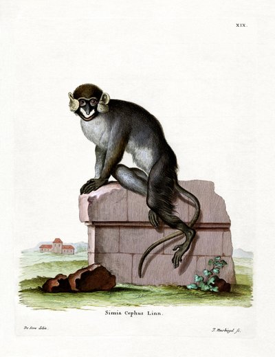 Moustached Guenon (彩色済み彫刻) 作： German School