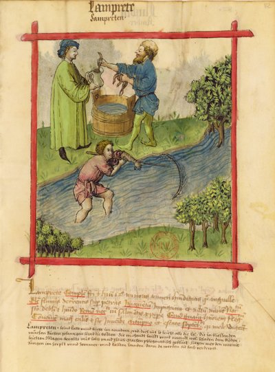 MS 9333 f.82健康なTacuinumからのウナギの釣り 作： German School