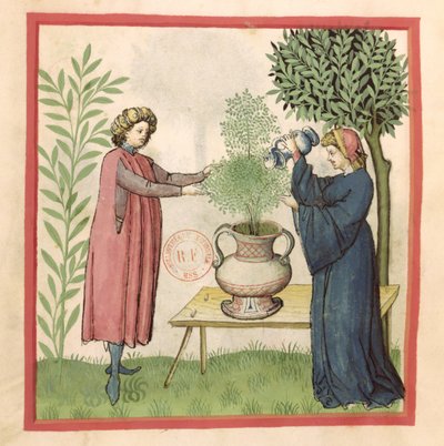 Ms Lat 9333 fol.30 Marjoram、健康なTacuinumから 作： German School