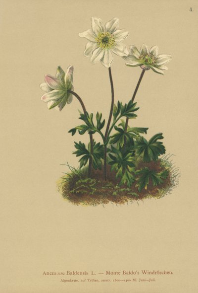 山バルドアネモネ（Anemone Baldensis） 作： German School