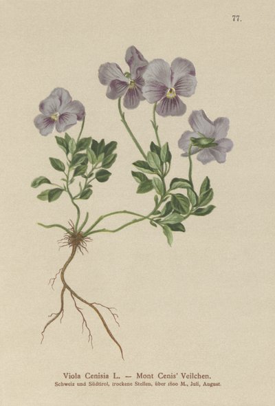 山Cenis Pansy（Viola Cenisia） 作： German School