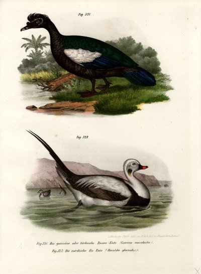Muscovy Duck、1864 作： German School