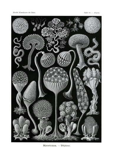 Mycetozoa、1899-1904 作： German School