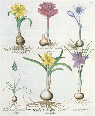 ナルキッシ、クロッカス、ヒヤシンス：1.Narcissus autumnalis; 2.Hyacinthus autumnalis; 3.Crocum biflorum; 4.Colchiumアルバム; 5.Colchium versicolor; 6. BaによるHortus EystettensisからのNarcissus autumnalis 作： German School