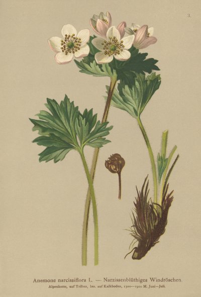 水仙開花アネモネ（Anemone narcissiflora） 作： German School