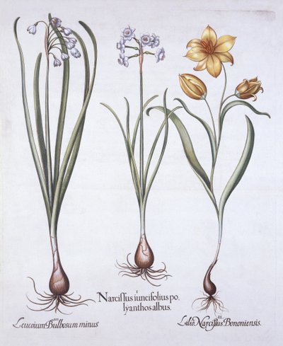 Hortus Eystettensisの水仙、チューリップ、サマースノーフレーク、バジルベスラー（1561-1629）、パブ。 1613（手描きの彫刻） 作： German School