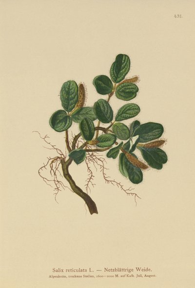 純葉ウィロー（Salix reticulata） 作： German School